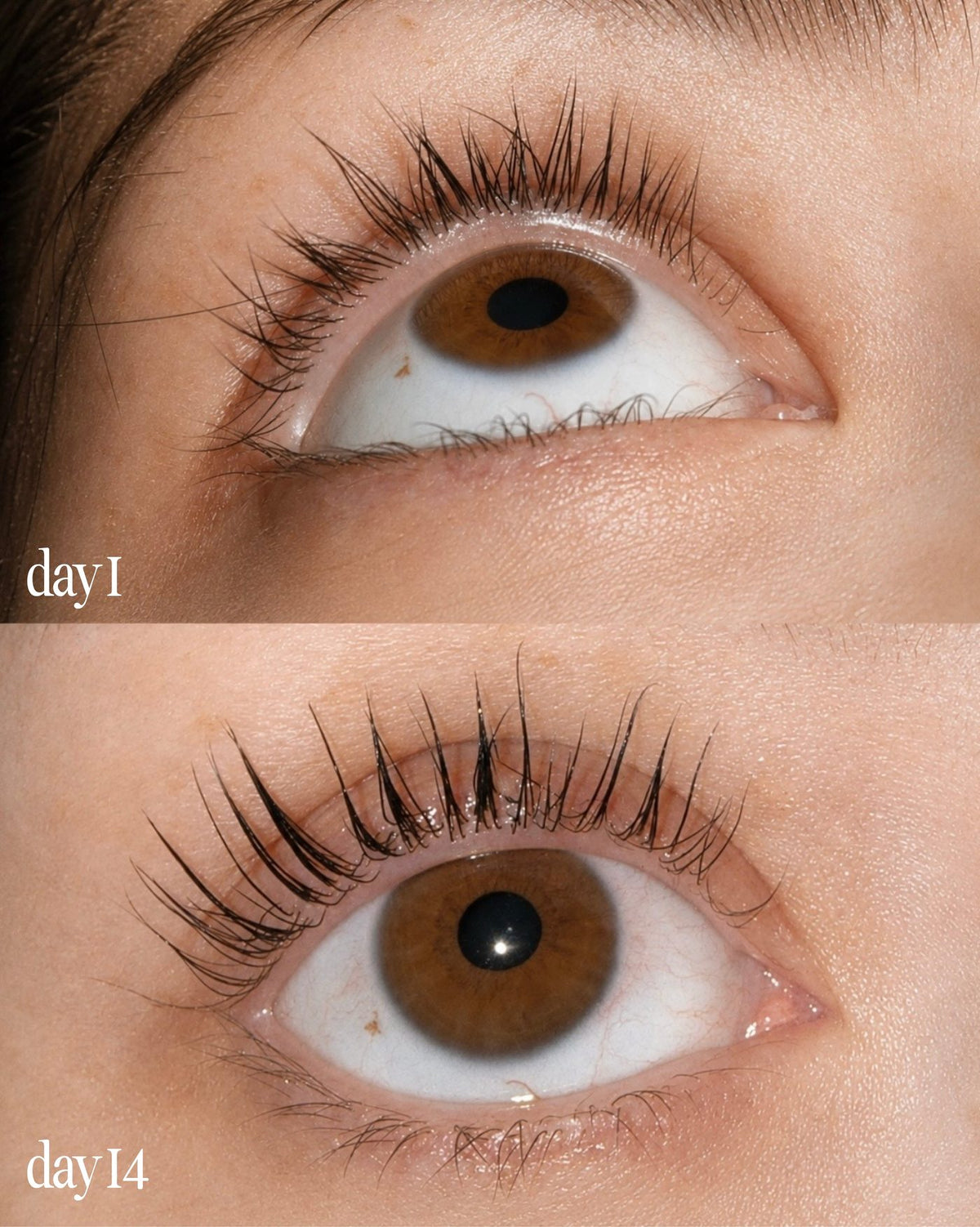 Close-up before-and-after lash serum comparison of a human eye showing eyelash growth progress, labeled 'day 1' at the top and 'day 14' at the bottom.